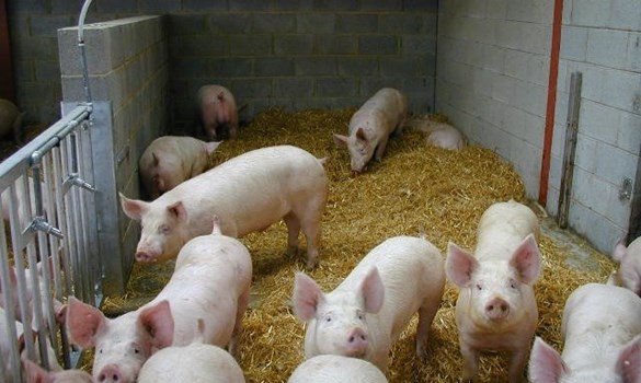 a group of pigs in a pen
